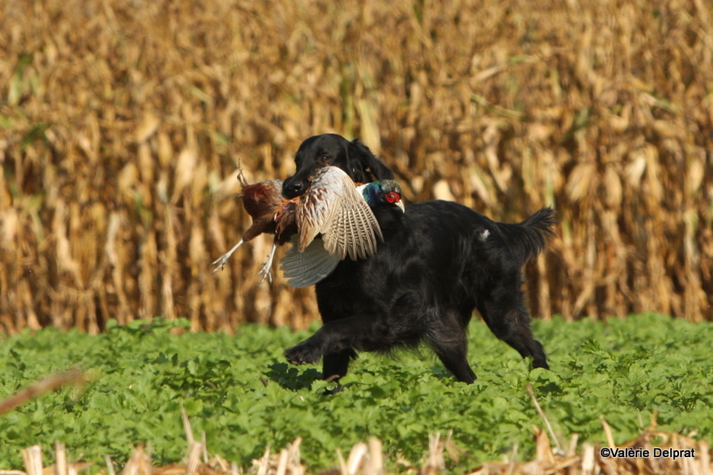 Field Erstein 09 (141).JPG